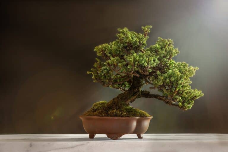 råd-om-bonsai-tre