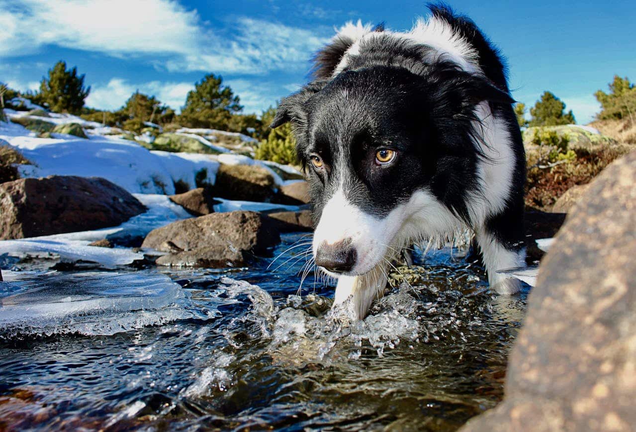 Border Collie