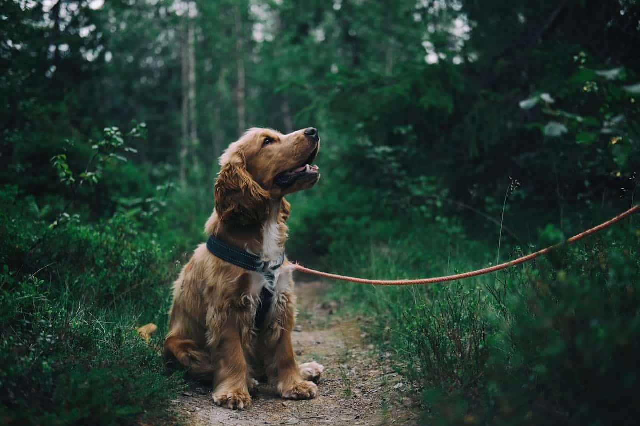 hvordan oppdra en hund