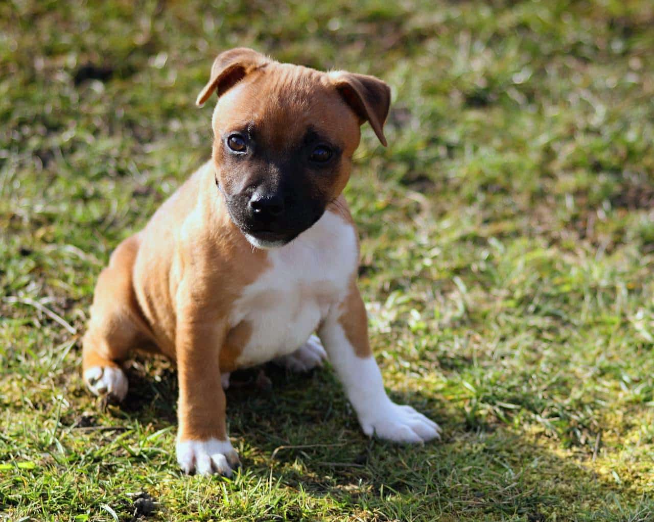 Staffordshire Bull Terrier