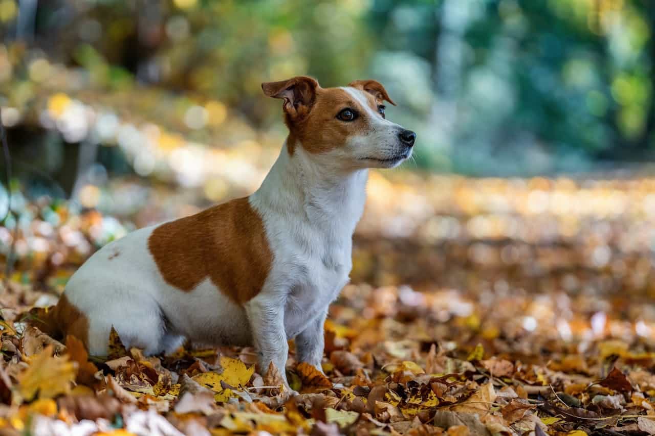 Jack Russell Terrier