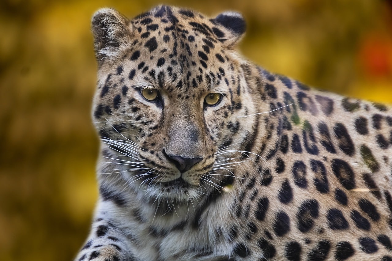 bryllupsreise til Tanzania på safari